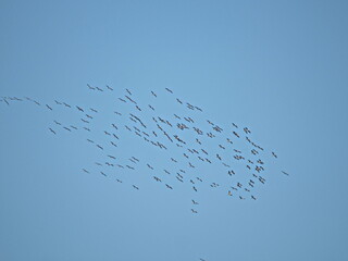 A large great cormorant flies across a clear blue sky, wings fully spread during its return flight. The powerful silhouette highlights grace, strength, and freedom in wildlife and bird migration.