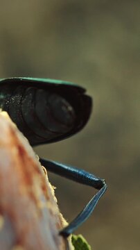 Macro Photography of a Beetle on a Fruit Surface