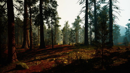 late afternoon pine forest with long shadows, warm low sun carving deep contrast through tall trunks, crunchy leaf litter glowing amber, beams of light creating