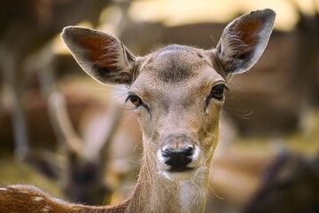 Fototapeta premium Close-up Portrait of Young Deer Face in Nature