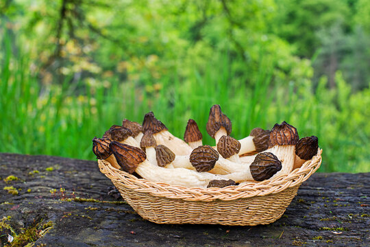 Morel mushroom morchella esculenta