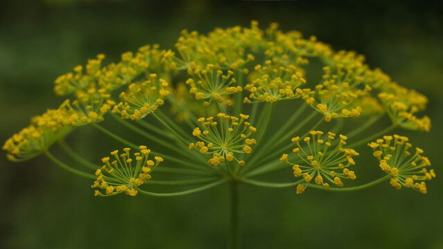 Macro shot of yellow blooming dill flower umbel in the garden. Close-up of Anethum graveolens herb with a soft green bokeh background. High-quality botanical detail.