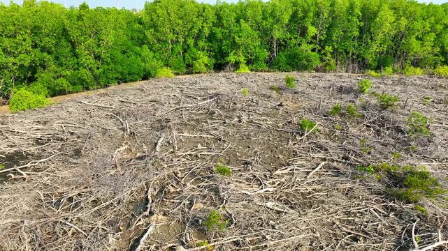 High-angle drone shot of deforested mangrove area with fallen branches and stumps, symbolizing ecosystem disruption, habitat destruction, and coastal instability. Thailand.
