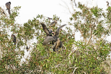 Obraz premium Groupe de cormorans perchés sur un arbre