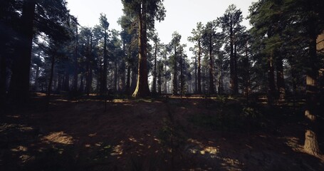 Obraz premium Moody woodland at dusk with tall trunks casting long shadows across textured forest floor, muted light and cool tones delivering cinematic atmosphere