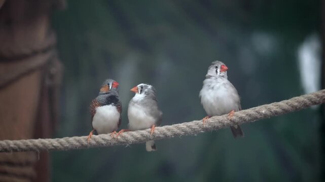 Three colorful zebra finches perched on a thick rope, displaying vibrant plumage and active behaviors in their natural habitat, cinematic footage
