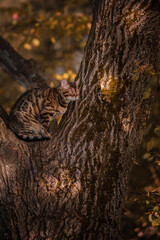 A beautiful Bengal cat among foliage and trees. Domestic cat hunting in the forest