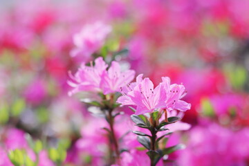 満開のツツジの花
