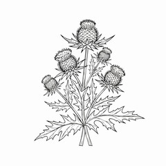 Thistle Plant Illustration Botanical Line Drawing.
