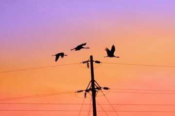 Common cranes birds ( Grus grus )