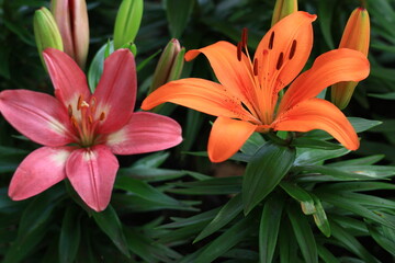 Obraz premium 純潔を象徴する花