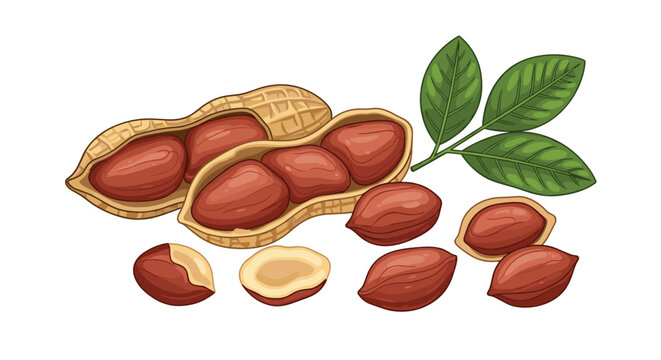 Pair of peanuts in shells is shown with several individual kernels and a small sprig of green leaves on white.