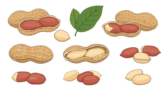 Diverse set of peanuts showing them in their shells, shelled, as individual kernels, and with a couple of green leaves on white.