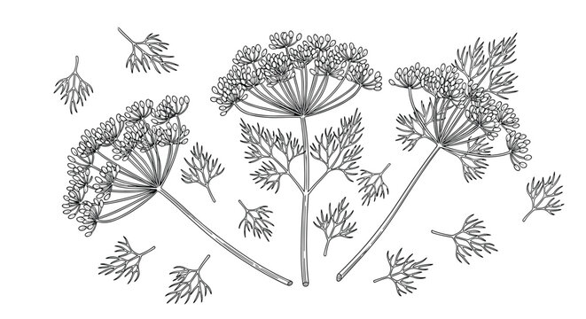 Detailed botanical drawing in black ink shows multiple dill plants with their characteristic feathery leaves and seeds.