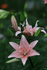 純潔を象徴する花