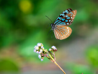 butterfly on a flower
