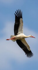 Fototapeta premium A white stork flies against a blue sky with clouds