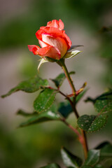 A rose is in full bloom and is surrounded by green leaves