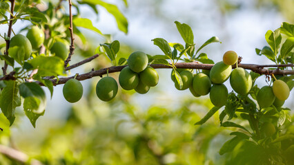 Fototapeta premium Small green plums on a tree in spring