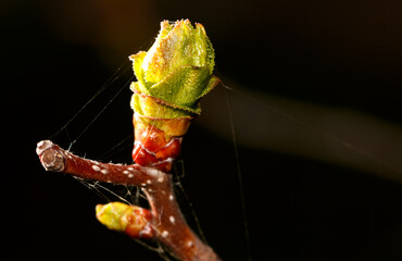 A green leaf with a spider web on it