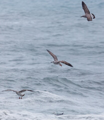 Three seagulls flying over the ocean