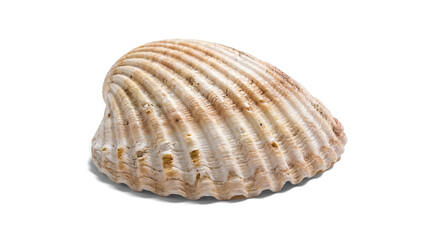 a pale, textured cockle shell with subtle ridging, isolated on a transparent background, presenting a natural, clean aesthetic.