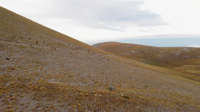 Drone shot following a herd of wild chamois goats moving across the rugged slopes of Mount Olympus, Greece