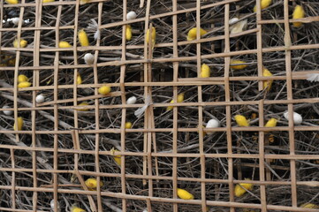 Silkworm life , from worm to silk