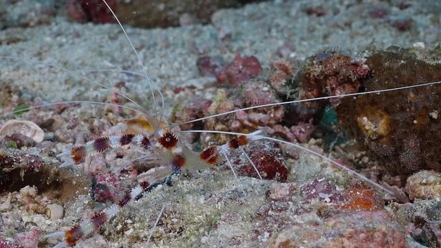 A banded coral shrimp (Stenopus hispidus) walking around. Filmed in Anilao, Philippines