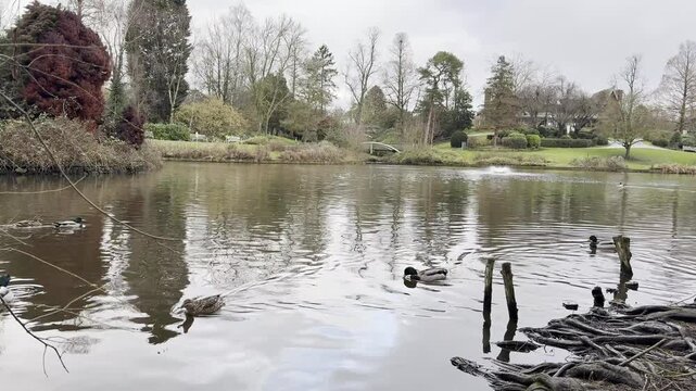 Mallard Ducks Swimming on Lake at Queens Park Crewe England