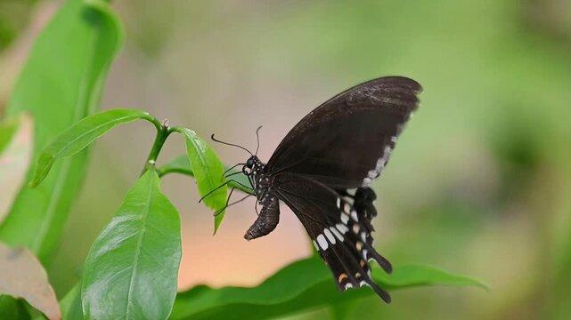 Common Mormon Butterfly in Slow Motion &ndash; Gracefully Laying Eggs on Green Leaf with Striking White and Orange Wing Patterns, Before Flying Away into a Serene Natural Background