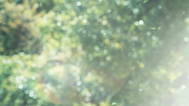 Minimal Green Forest Bokeh with Sparkling Lens Flare, Fresh Background