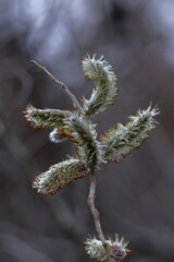 猫の尻尾に似た花