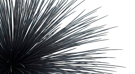 Obraz premium Black Agave Plant Leaves Abstract