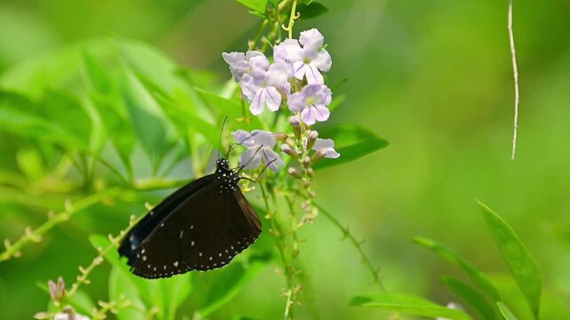 Small Crow Butterfly in Slow Motion &ndash; Feeding on Delicate Light Purple Blossoms with Shimmering Blue-Violet Wings, Gently Fluttering Before Flying Away into a Serene Green Background