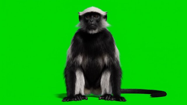 A seated monkey wearing a white hat is centered against a green background in a studio setting from a frontal viewpoint