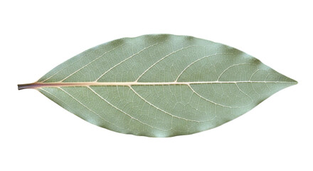 Obraz premium Single Dried Bay Leaf with Prominent Veins