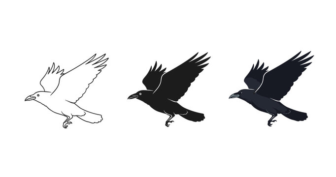 Three ravens in flight: outline, silhouette, and full detail illustrations