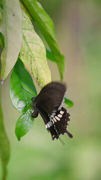 Common Mormon Butterfly in Slow Motion &ndash; Gracefully Laying Eggs on Green Leaf with Striking White and Orange Wing Patterns, Before Flying Away into a Serene Natural Background