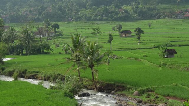 Peaceful lush rice terraces and river in rural Indonesia. Perfect for travel vlogs, eco-tourism projects, and mindfulness content.