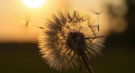 Obraz premium Dandelion Seed Head Silhouette in Warm Sunset Light