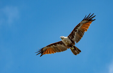 Fototapeta premium Brahminy kite in Kerala, India
