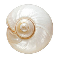 Close-up of a beautiful iridescent mother of pearl seashell.