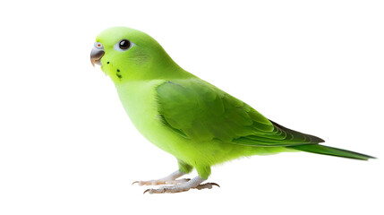 Classic Budgie Bird Pose