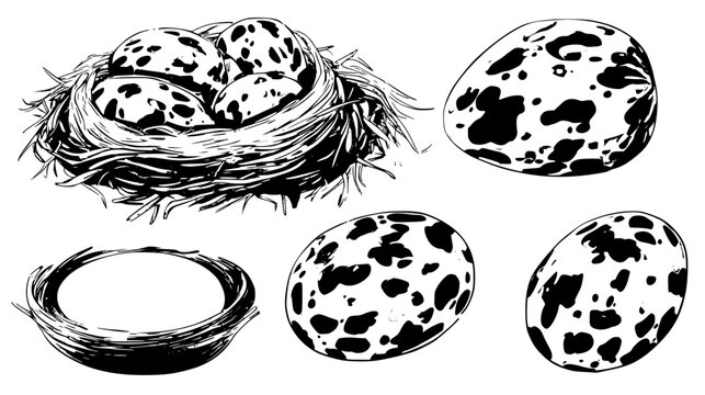 Dragon nest bundle showcasing speckled shells and straw, vector illustration set
