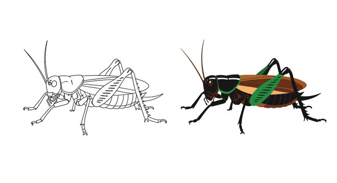 Vector graphic illustration of a cricket insect showing both a detailed outline drawing and a separate colored version side by side