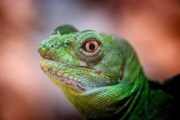 Fototapeta premium green iguana on a palm