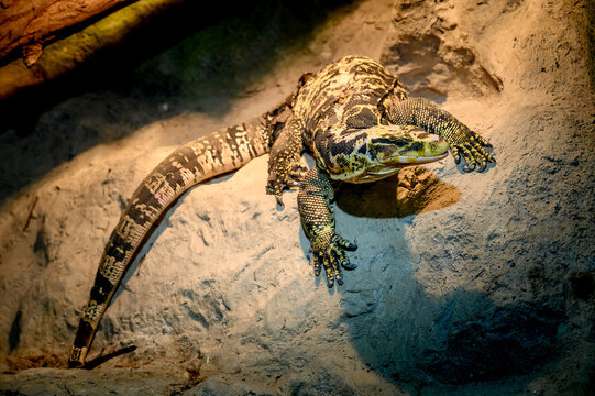 lizard on a rock