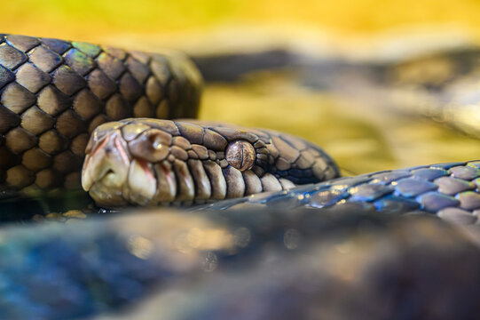 snake in the garden