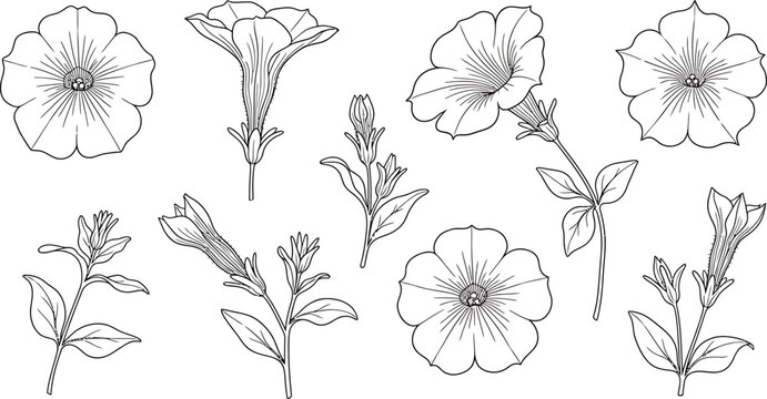 Detailed botanical line art illustration of petunia flowers, buds, and leaves on white background.
